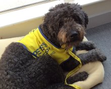 Meet Polo, Our Pets as Therapy Dog Meet Polo, Our Pets as Therapy Dog