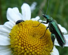 Biology Prizewinning Photos Biology Prizewinning Photos