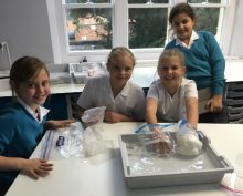 Blubber Science! Blubber Science!
