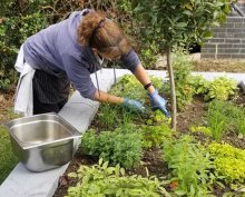 From Garden to Plate From Garden to Plate