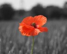 Bedford Girls’ School Remembers Bedford Girls’ School Remembers
